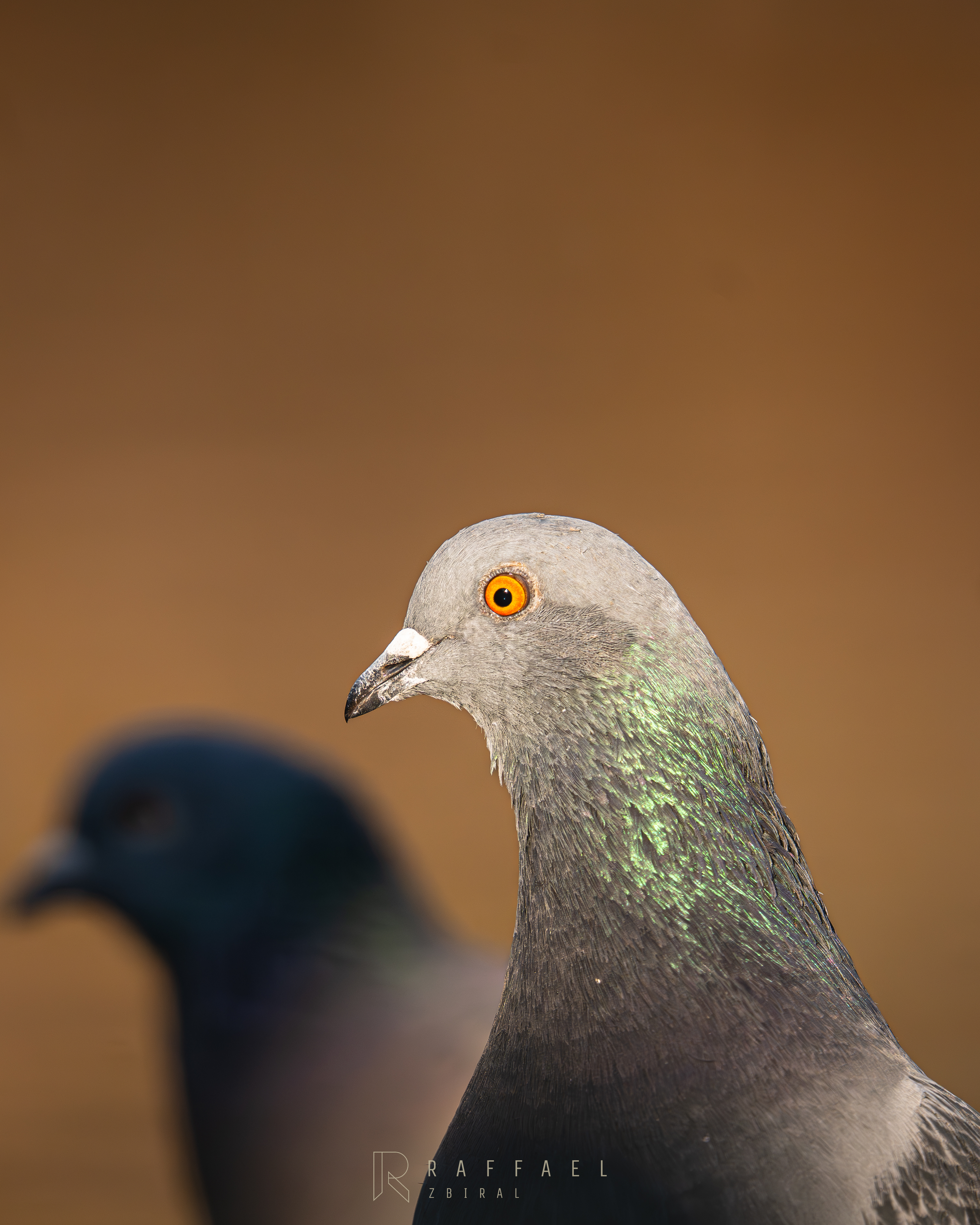 City pigeon
