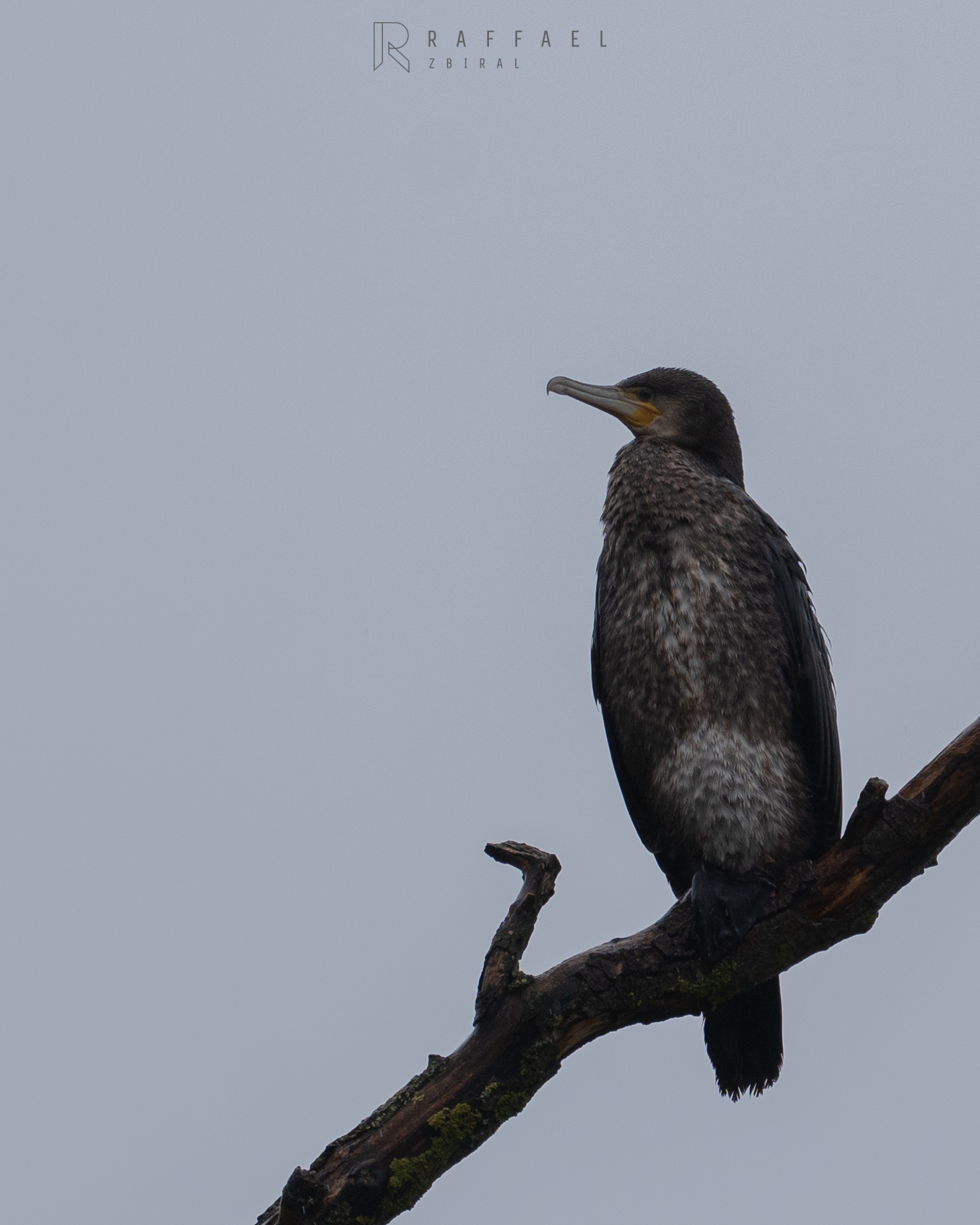 Cormorant