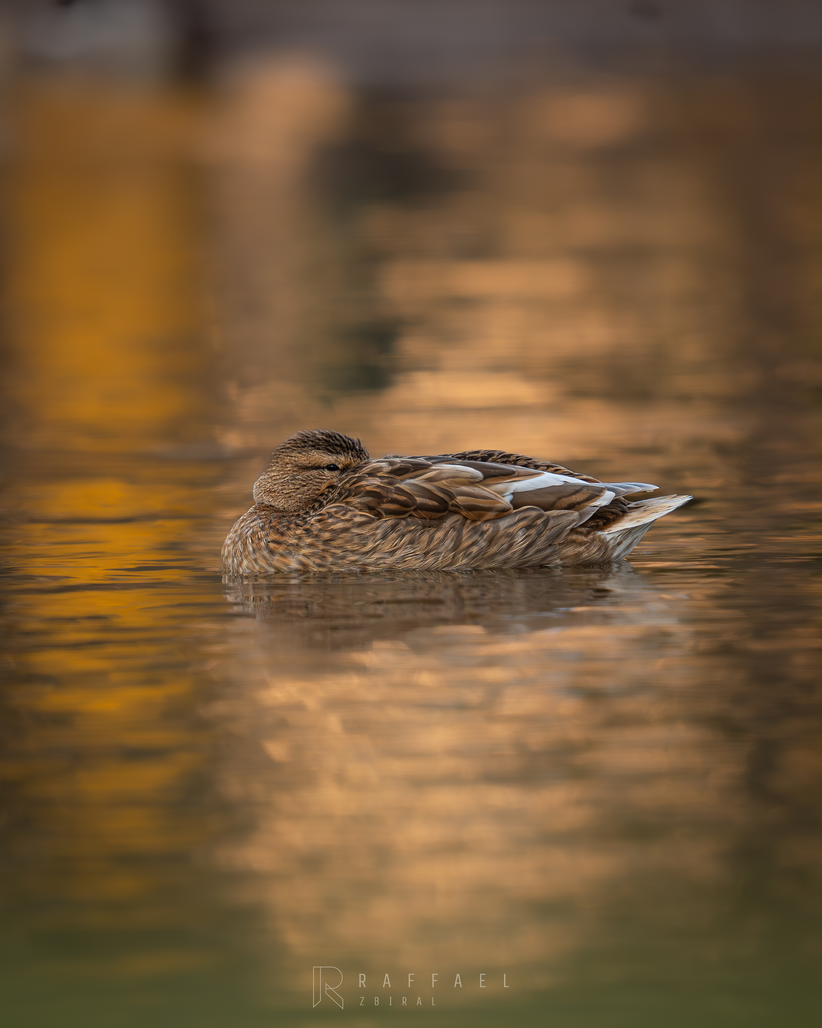 Female mallard