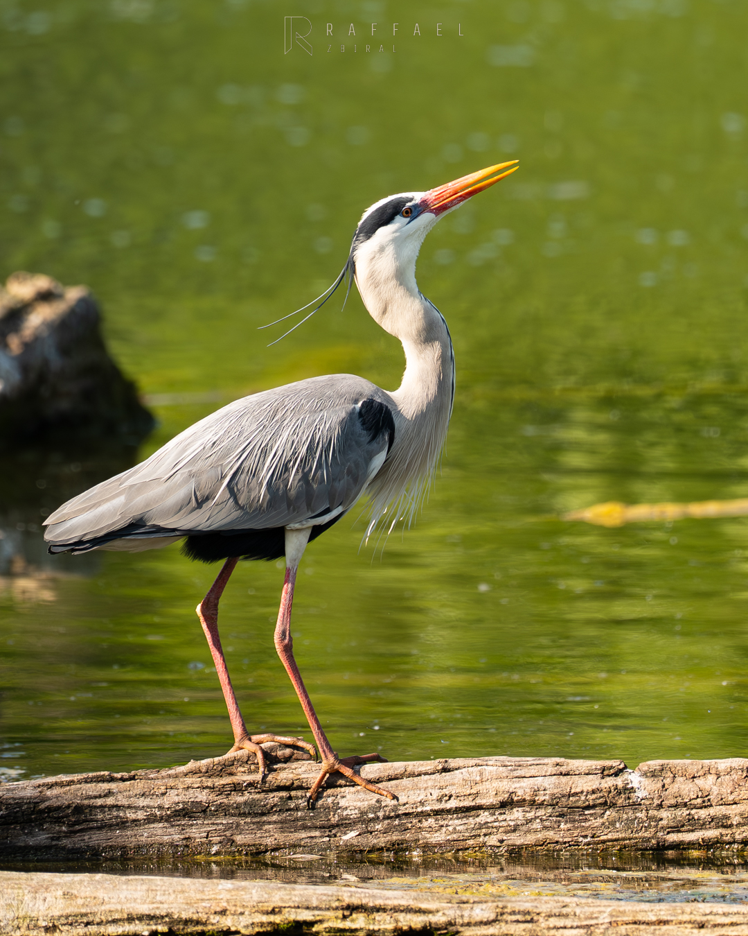 Gray heron