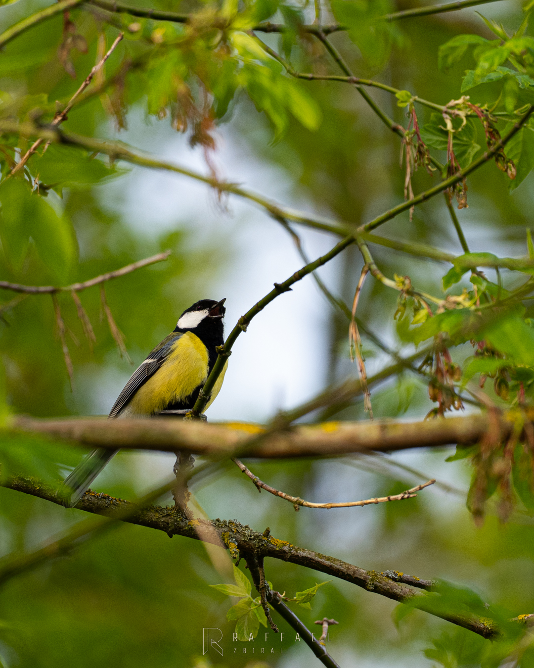 Great tit