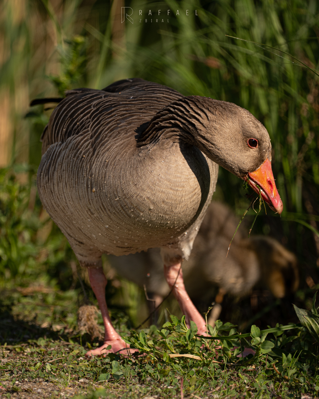 Greylag goose