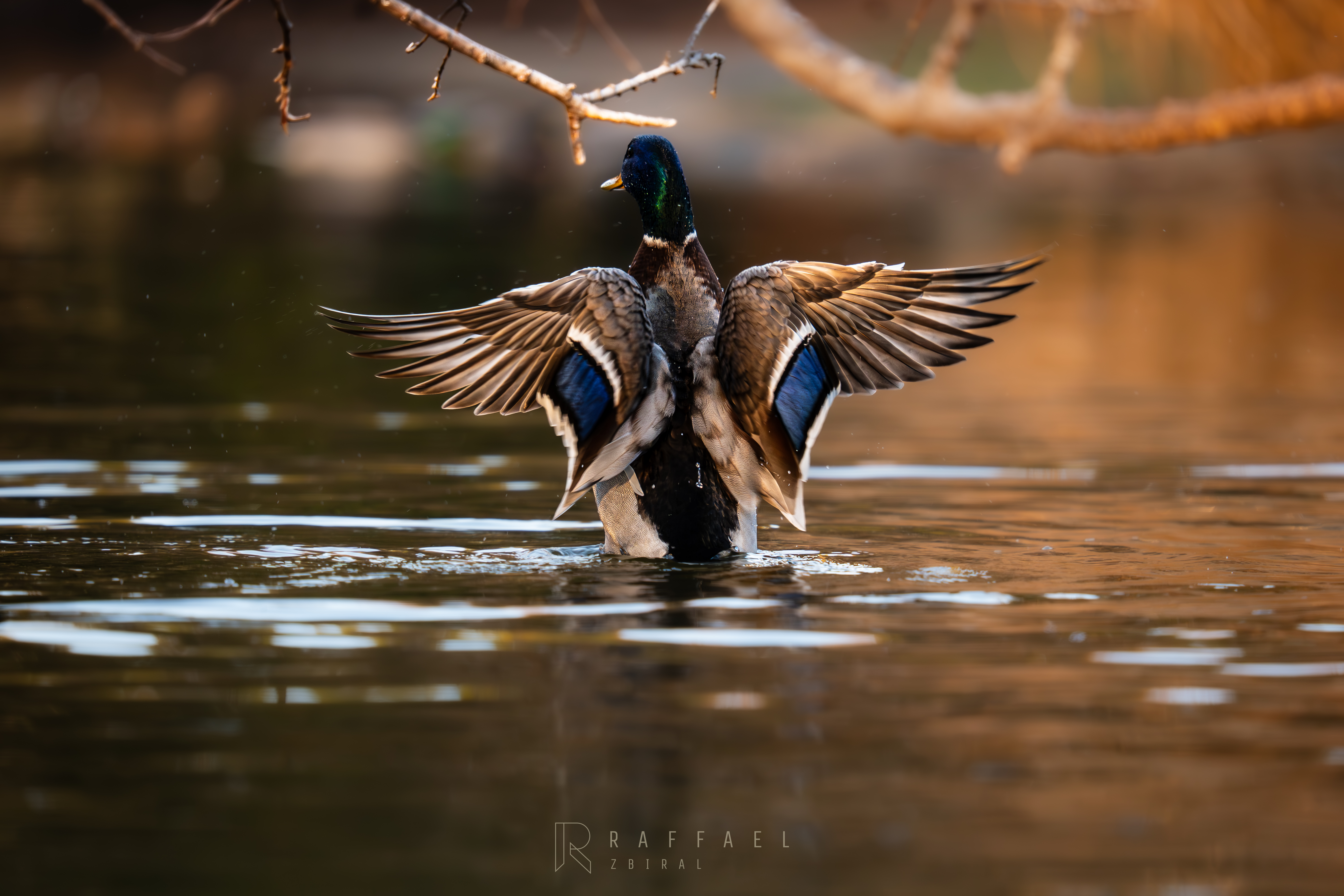 Male mallard