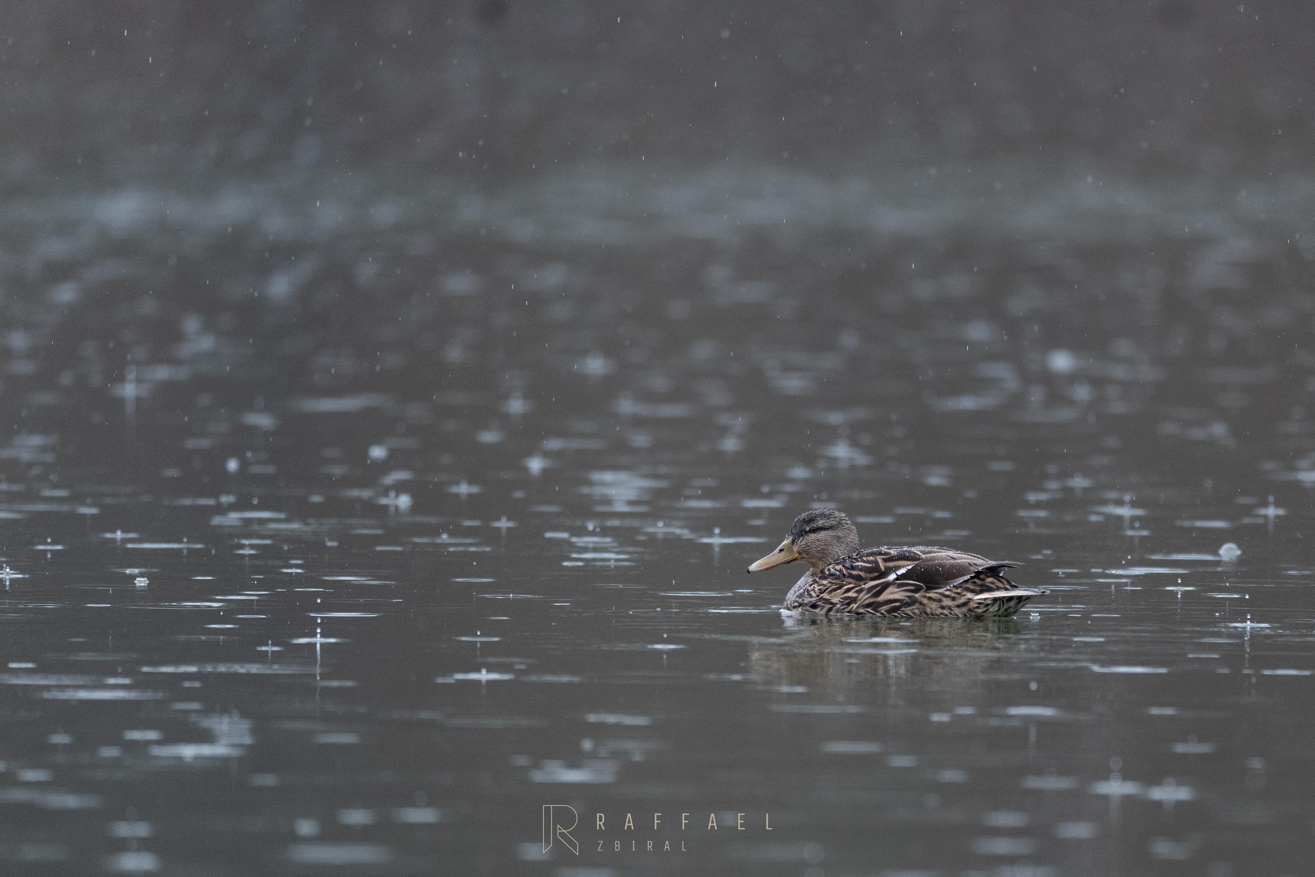 Rain Mallard
